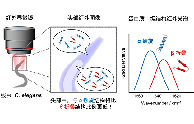 名古屋工业大学与大阪公立大学利用红外线实现活体线虫蛋白质结构分布可视化，有望用于阐明神经退行性疾病机制及药物研发