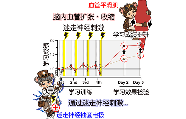 日本东北大学发现刺激迷走神经可提高学习表现，身体向大脑传递的信号或参与巩固记忆