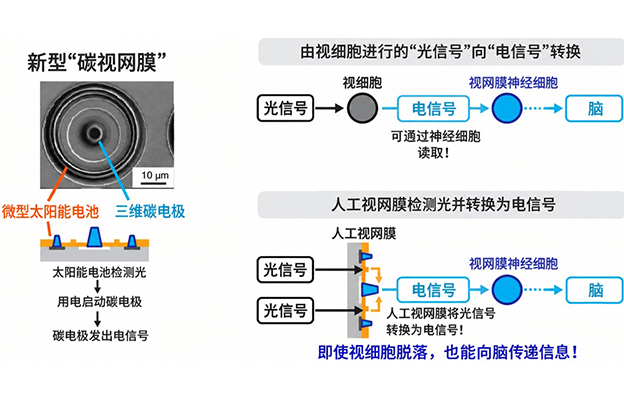 日本遗传研等开发出光驱动人工视网膜，由微型太阳能电池和碳电极构成