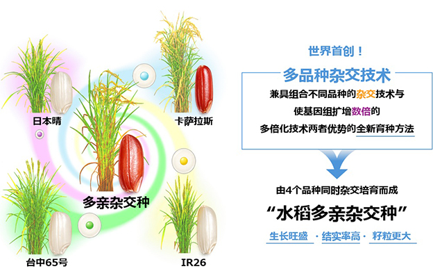 NTT与东京都立大确立可同时对4个水稻品种进行杂交的“多品种杂交技术”，兼具各品种优势实现优良性状