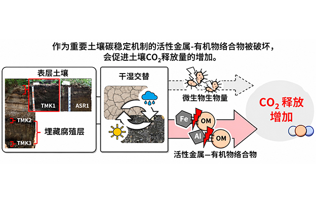 新潟大学等阐明干湿交替导致土壤CO₂释放增加的原因，金属与有机物的结合是关键