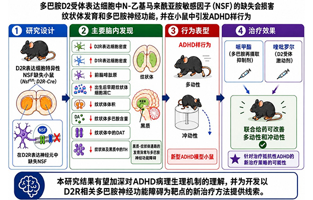 福井大学在小鼠体内重现诱发ADHD样行为的多巴胺神经功能下降，发现与信号传导分子“NSF”功能下降相关，有望推动治疗方法的开发