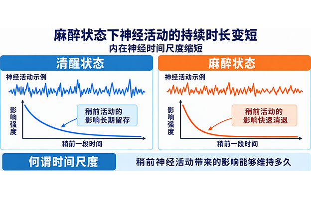 理研、东京都立大学等发现从人类到线虫6种生物共有的神经动态特征，揭示麻醉导致的大脑神经活动 “时空孤立”