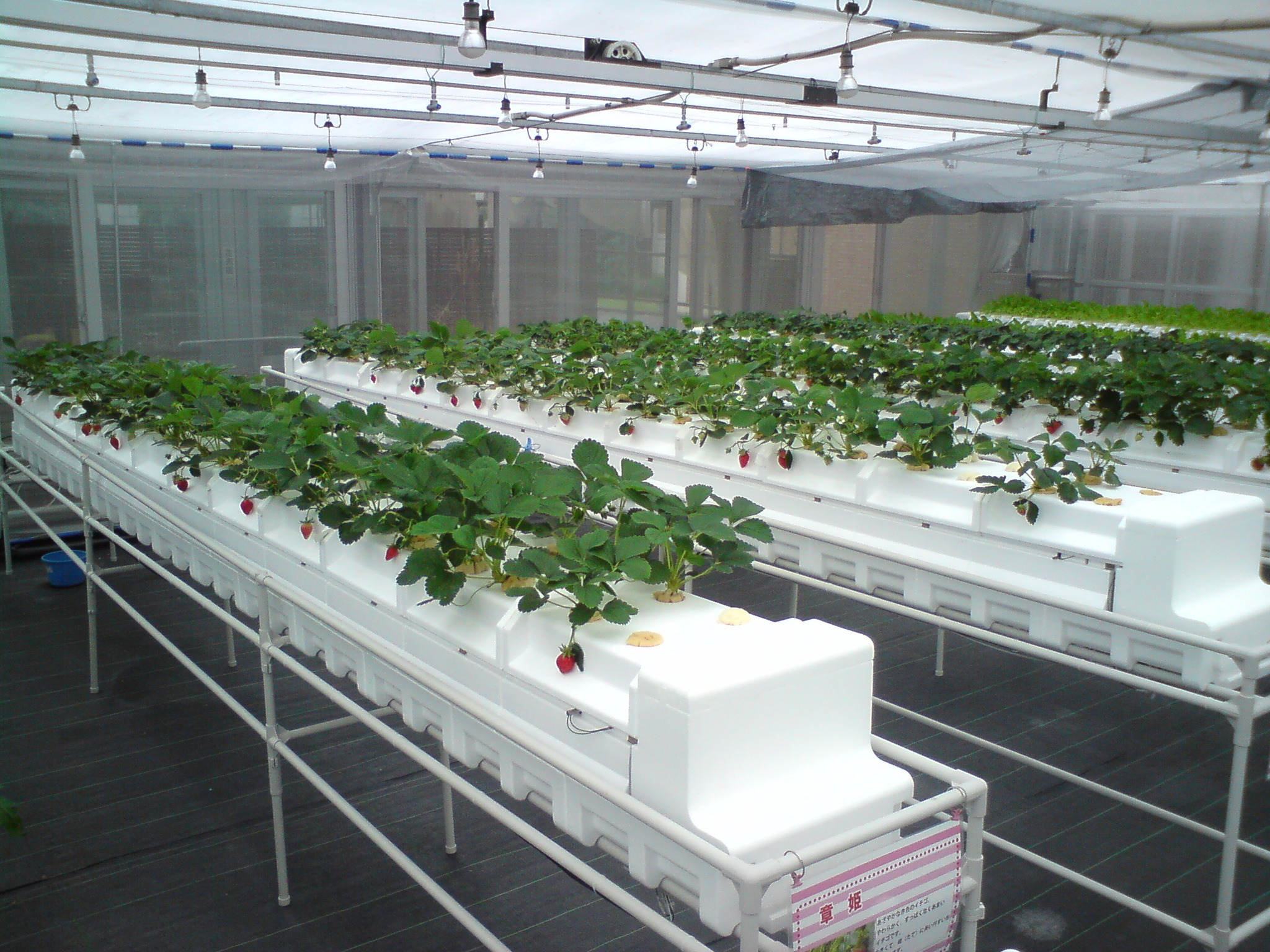 世界首创 干雾 植物栽培新系统 客观日本