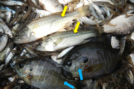 照片2：鱼获物中混杂的外来物种鱼类大口黑鲈(黄色箭头所示) 蓝鳃翻车鱼(蓝色箭头所示)(摄影：松崎慎一郎)