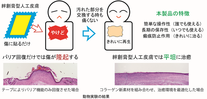 日本研究机构开发出创口贴型人造皮肤