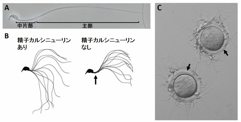 大阪大学查明：精巢中的特殊酵素受阻碍会导致不孕