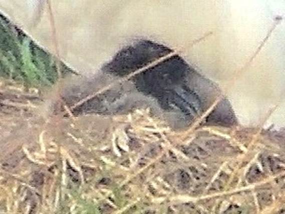 日本聟岛人工饲养的信天翁生下首只雏鸟
