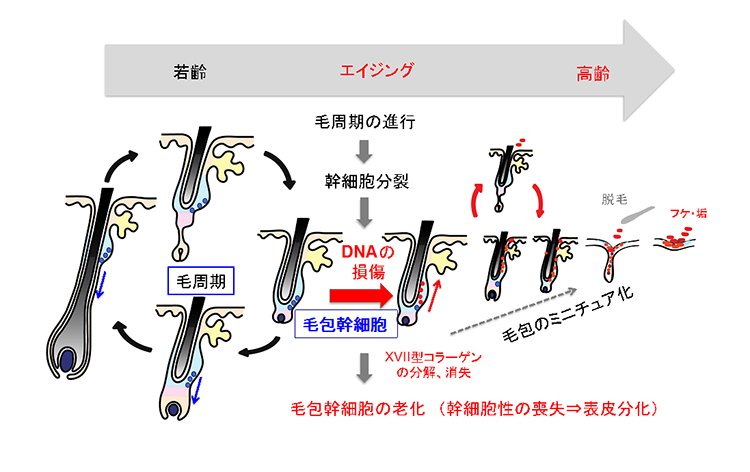 东京医科齿科大学阐明：胶原蛋白枯竭是造成随着年龄增长出现毛发稀疏或脱落的原因