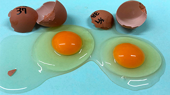 鸡蛋过敏的孩子也可吃蛋的那一天！广岛大学等开发出去除致敏物质的鸡蛋
