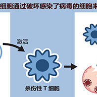 免疫主角“杀伤性T细胞”消灭感染病毒的细胞，或能击退变异病毒