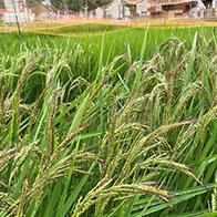 日本发现可增强水稻稻杆强度的遗传区域，遇台风也不易倒伏