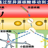 东京医科齿科大学等开发出血脑屏障通过型异源核酸药物