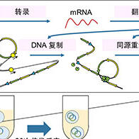 东京大学全球首创，在细胞外复制和进化人工基因组DNA