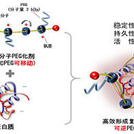 熊本大学开发出新型超分子材料，可提高蛋白质类药物的稳定性和持久性