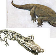 福岛县立博物馆等确定新种鳄鱼祖先化石，明确适应水生的进化开端