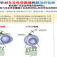 大阪大学鉴定出新抗体，有望治疗多发性骨髓瘤