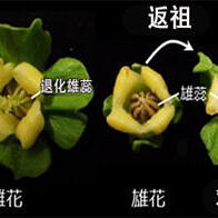 冈山大学详细分析柿树，揭开雌株偏多植物的谜团