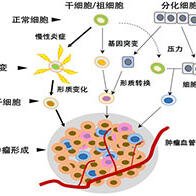 冈山大学提出癌变环境的新概念：慢性炎症导致未分化细胞过度分裂