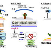 爱媛大学成功治疗糖链异常型肌营养不良症模型小鼠，对日本人特有的福山型有效