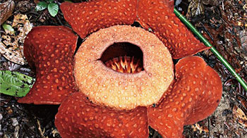 世界上最大的花——大王花的生态特性：开花前快速生长，80％的花芽会枯萎