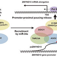 东京医科大学等明确miRNA的转录激活机理