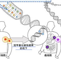 东京工科大学：只需混合试剂即可简单快速地测量DNA羟甲基化水平，可作为癌症和中枢神经系统疾病得生物标志物