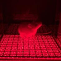 东京大学利用光操控基因的功能，计划用于医药