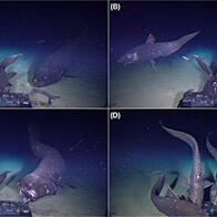 JAMSTEC成功拍摄到世界最大的深海硬骨鱼类“横纲沙丁鱼”，体长超过2.5米