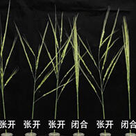 神户大学等发现三个基因突变可抑制种子脱落，人类培育野生稻的结果