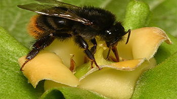 日本农研机构调查访花昆虫发现，野生小熊蜂对柿子授粉贡献较大