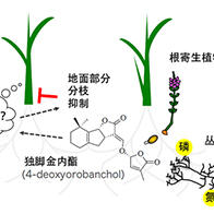 爱媛大学发现水稻生存策略，利用根部分泌的独脚金内酯感知周围植物的存在