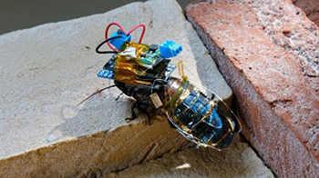理研、早大在蟑螂背部粘贴太阳能电池板，开发出可节能工作的半机械蟑螂