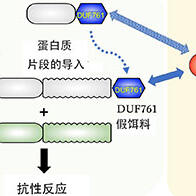 京大等发现Pias蛋白，阐明水稻抗稻瘟病机理