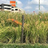 台风也难刮倒的水稻，通过“基因组育种”高效改良品种