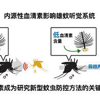 名古屋大学发现操控雄蚊“耳朵”的物质，有望开发出抑制蚊子繁殖的新方法