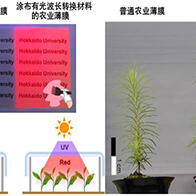 北海道大学研发出将紫外线转换为红光的新材料，全球首次证实涂布于薄膜上可促进植物生长