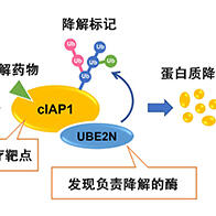 星药科大学等发现降解癌症治疗靶向蛋白的酶，可控制药物效力