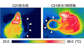 名古屋大学发现体温“指挥塔”神经细胞，可通过调节体温预防肥胖和糖尿病