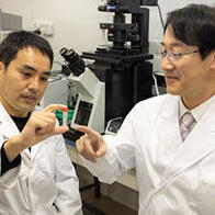 用DNA精准打击癌细胞，东京大学开发发挥免疫功能的核酸药物
