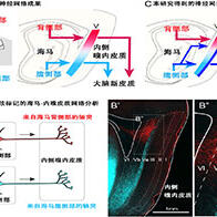 日本东北大学发现海马腹侧部神经网络，改写30年来的定论