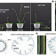 东京学艺大学等发现维管束的数量和排列影响植物茎的构造，期待应用于中柱设计