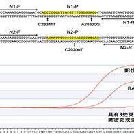 日本国立遗传学研究所发现PCR无法检测出的新冠变异株，基因N1和N2区域存在3处变异