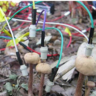 日本东北大学发现蘑菇会“对话”，雨后蘑菇之间靠电位变化传递信息