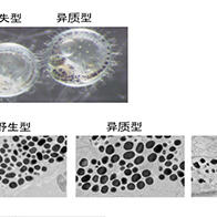 京都大学等发现黑色素生物合成不仅需要铜，还需要锌