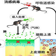 冲绳科学技术大学院大学发现吸入乙醇有可能对治疗病毒呼吸道感染有效