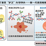 九州大学等开发出将基因编辑效率和安全性提高100倍以上的新技术