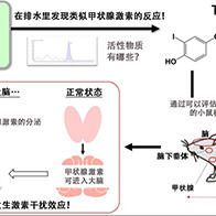 京都大学发现：甲状腺激素类似物TRIA会干扰内分泌，导致脑部激素作用下降