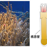 东京大学等解码“萨摩羽织虫”全基因组，发现参与硫化氢运输的基因发生了复杂的进化