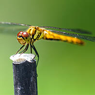 东京工科大学明确蜻蜓快速逃生飞行动作，独立控制前后翅
